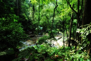 Hutan Lipur Kanching