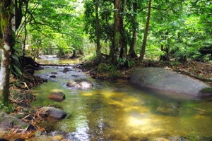 Hutan Lipur Sg. Tua
