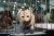 Program Kucing Angkat