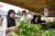 JUALAN AGRO MADANI ANJURAN ANULAE