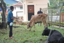 Program Ibadah Qurban MPS 2022