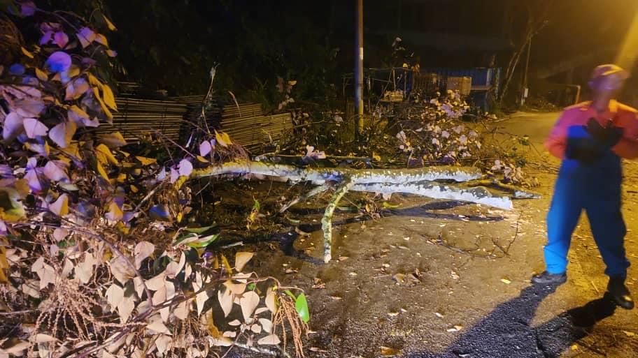 OPERASI ADUAN POKOK TUMBANG
