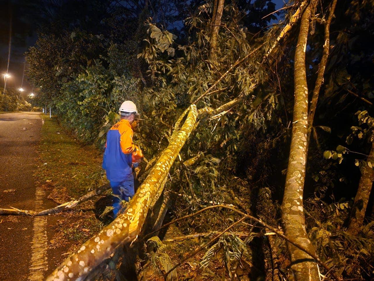 OPERASI ADUAN POKOK TUMBANG