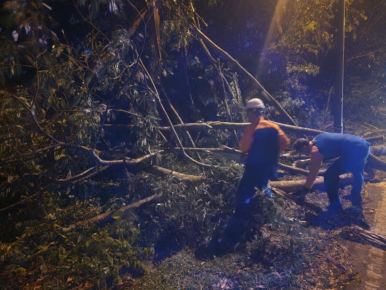 OPERASI ADUAN POKOK TUMBANG