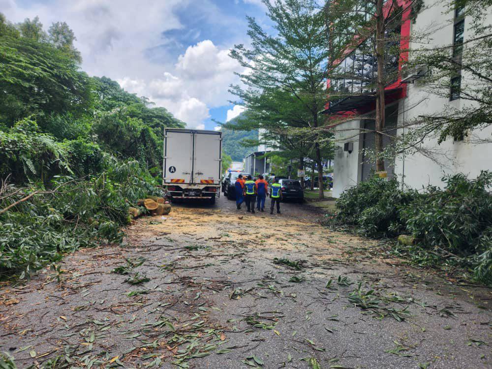OPERASI ADUAN POKOK TUMBANG
