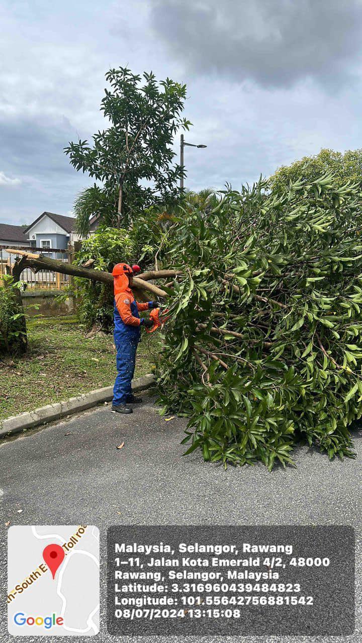 OPERASI ADUAN POKOK TUMBANG