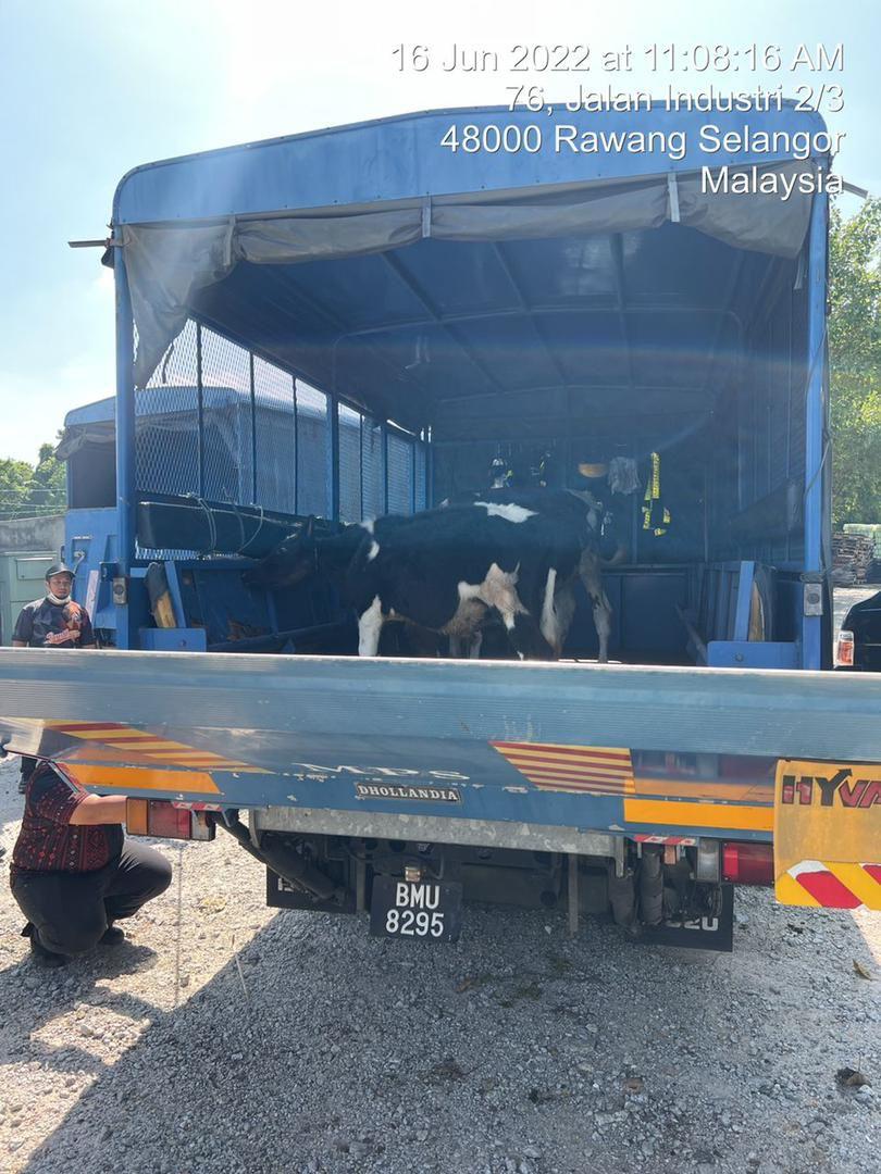 Operasi Menangkap Lembu