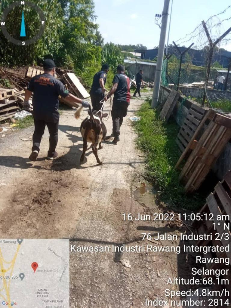 Operasi Menangkap Lembu
