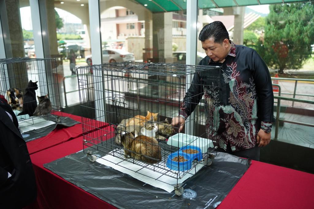 Program Kucing Angkat — Sayangi Kucing Jalanan